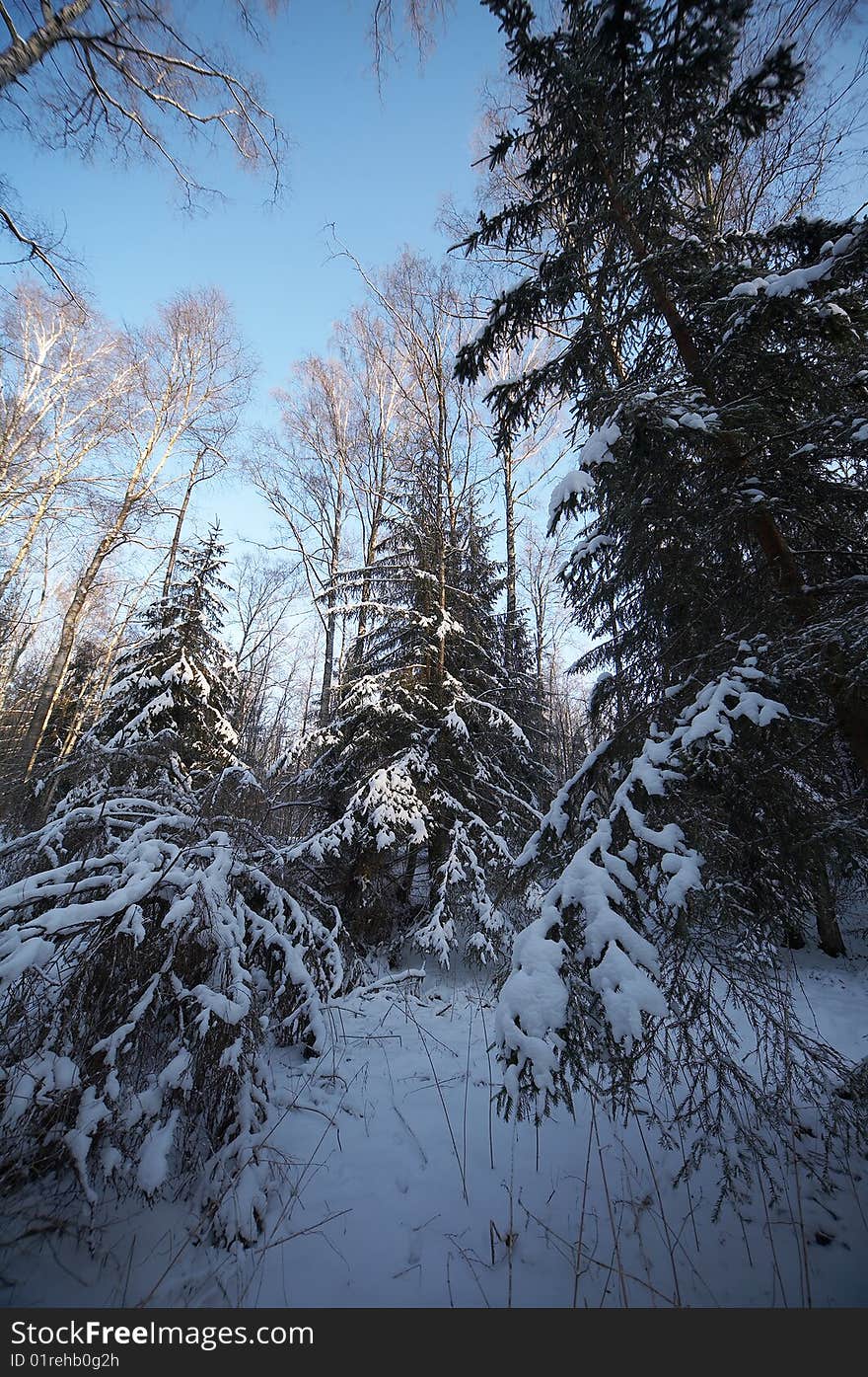 Winter Landscape