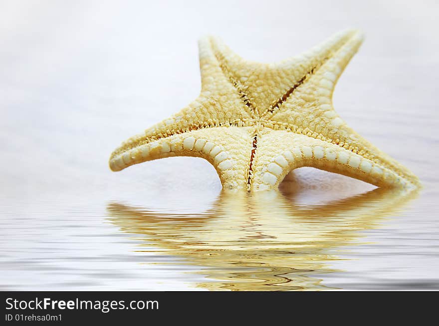 Sea star over background