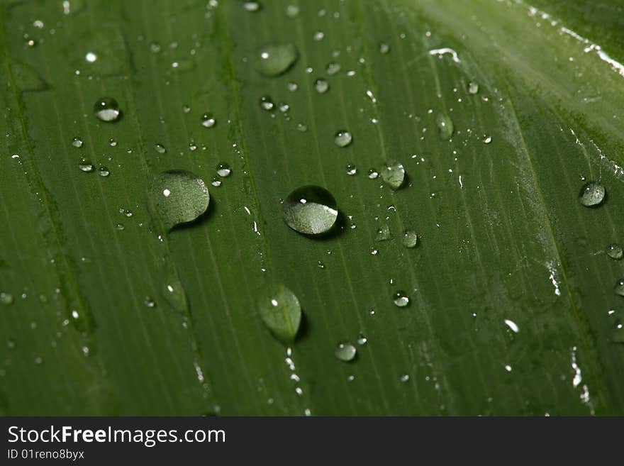 Rain drops on a tropical plant leaf. Rain drops on a tropical plant leaf.