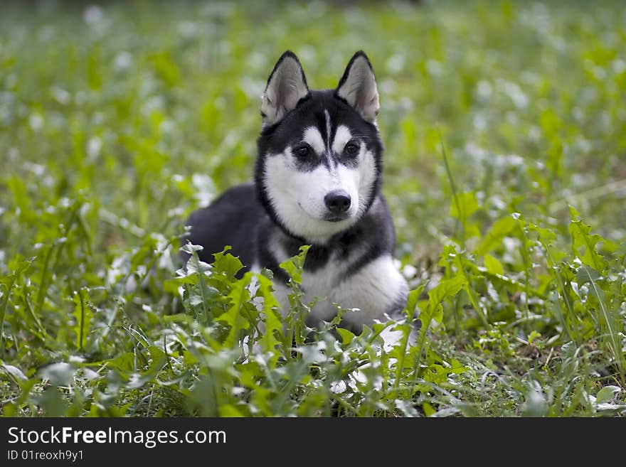 Beautiful dog on green grass