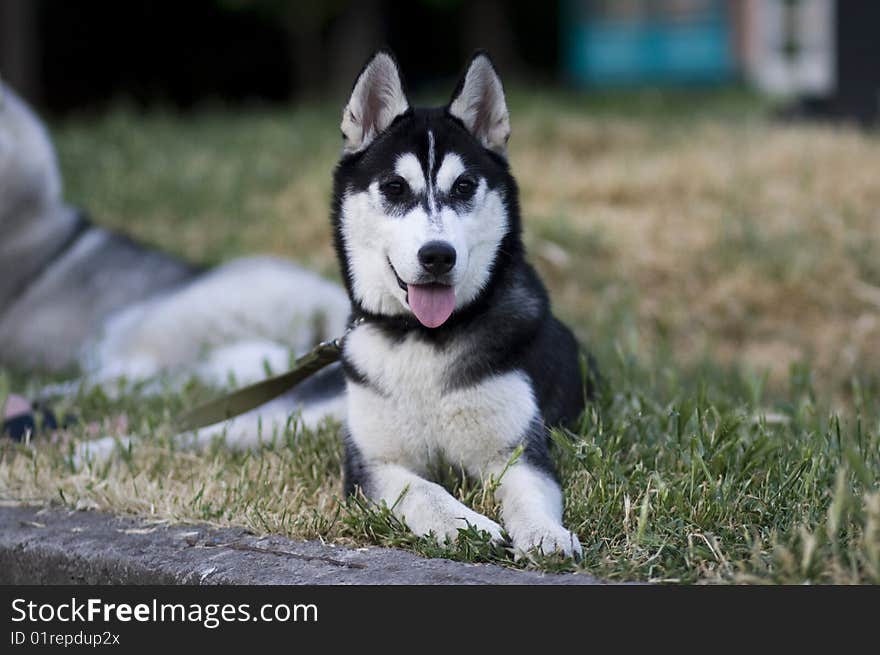 Portarait of siberian husky outdoor. Portarait of siberian husky outdoor