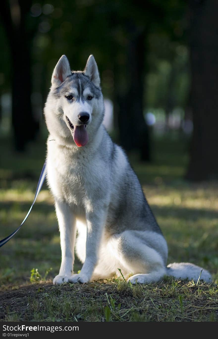 Portrait of siberian husky outdoor. Portrait of siberian husky outdoor