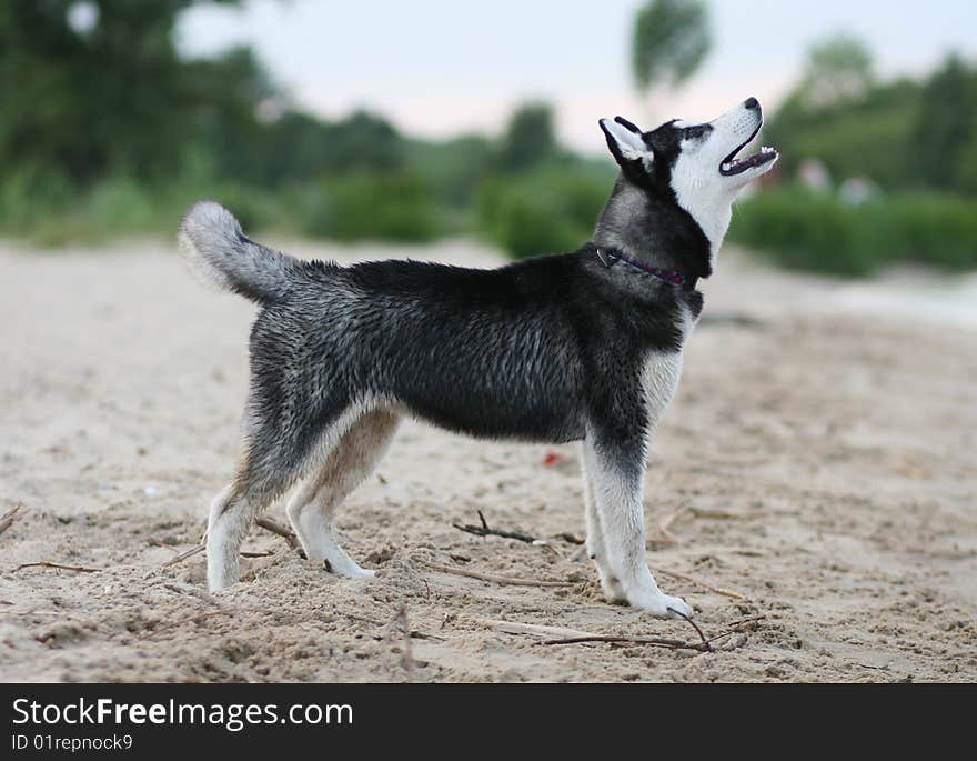 Portrait of siberian husky outdoor. Portrait of siberian husky outdoor