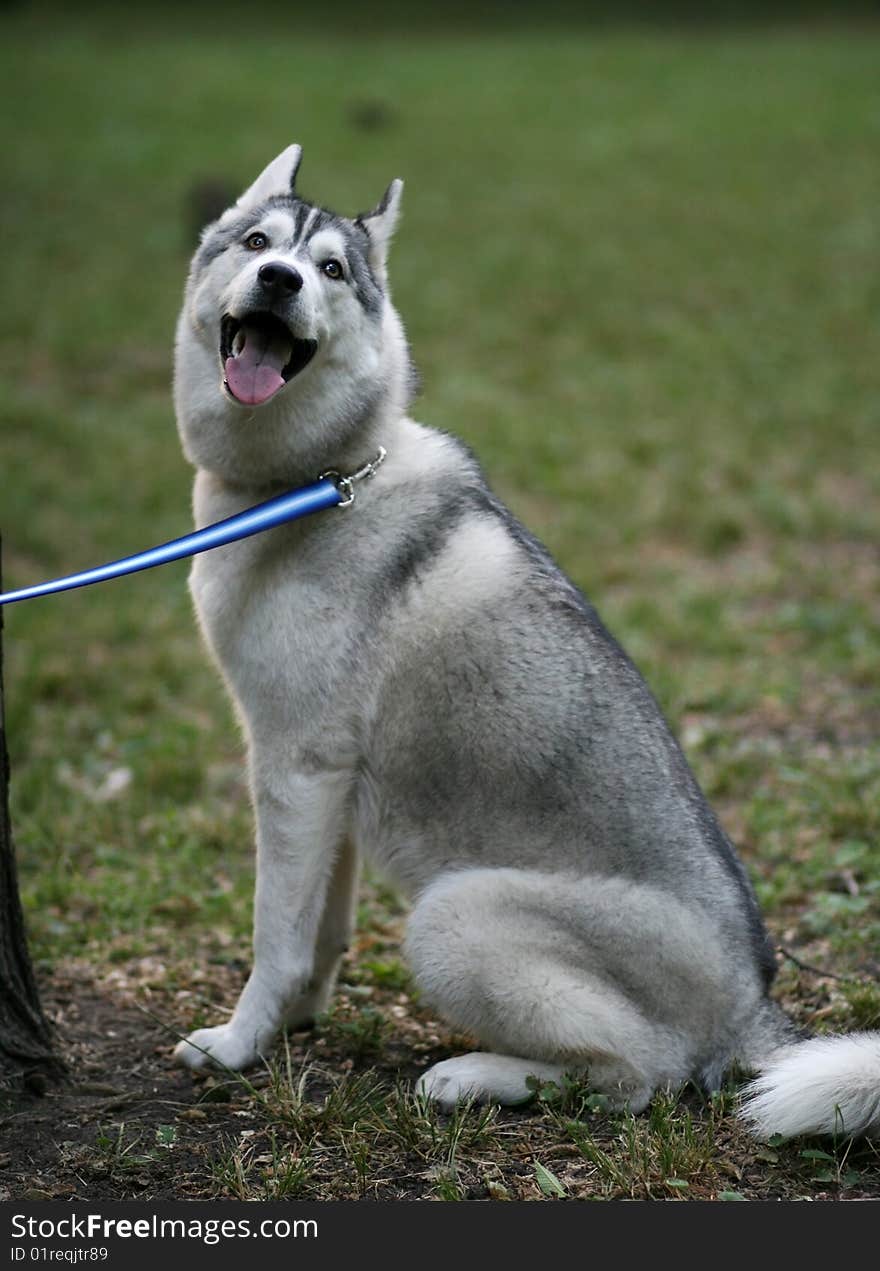 Portrait of siberian husky outdoor. Portrait of siberian husky outdoor