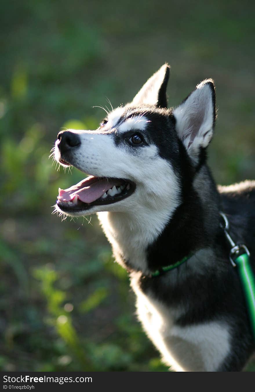 Portrait of siberian husky outdoor. Portrait of siberian husky outdoor