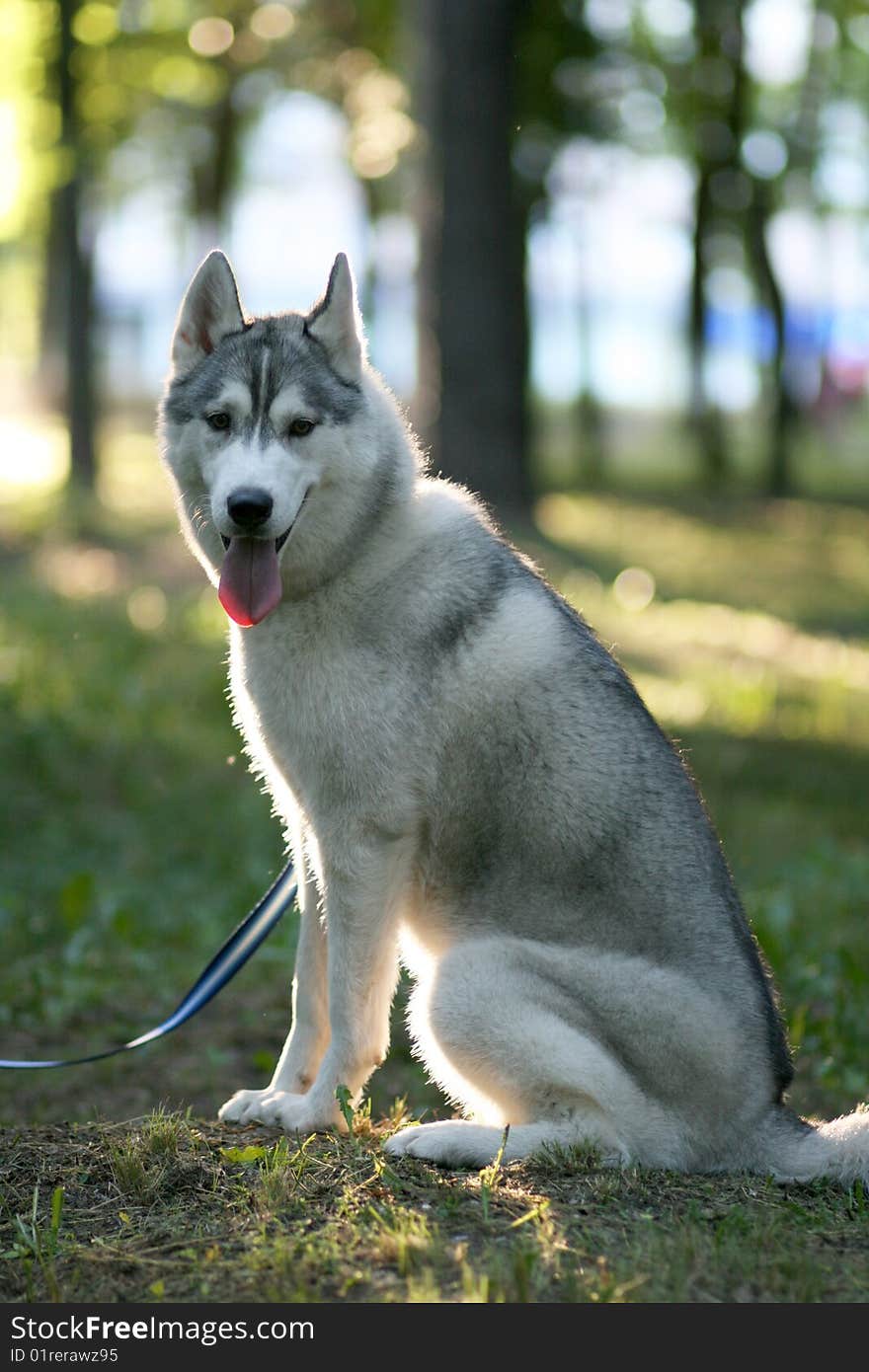 Portrait of siberian husky outdoor. Portrait of siberian husky outdoor