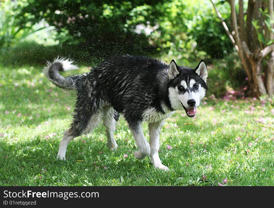 Portrait of siberian husky outdoor. Portrait of siberian husky outdoor