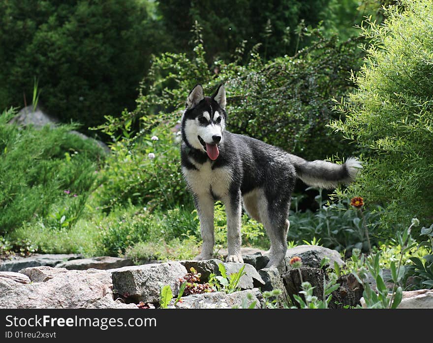 Portrait of siberian husky outdoor. Portrait of siberian husky outdoor