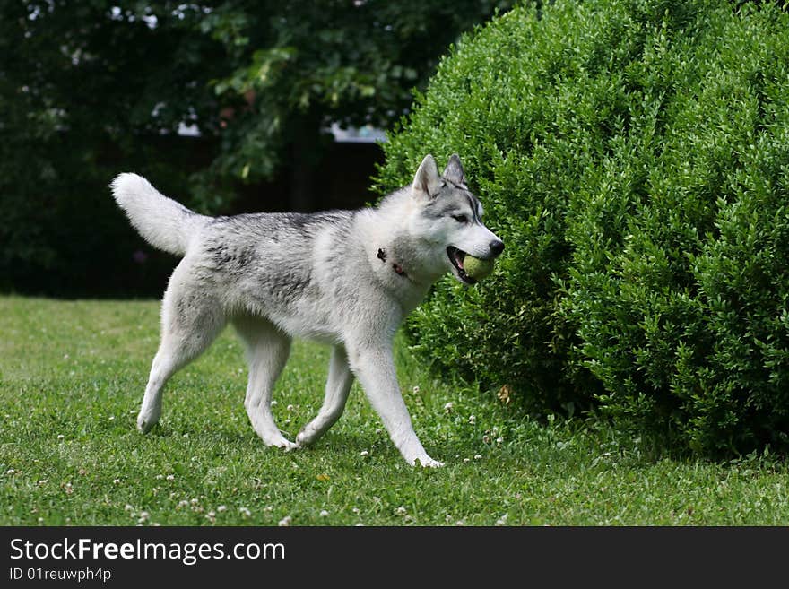 Portrait of dog playing outdoor