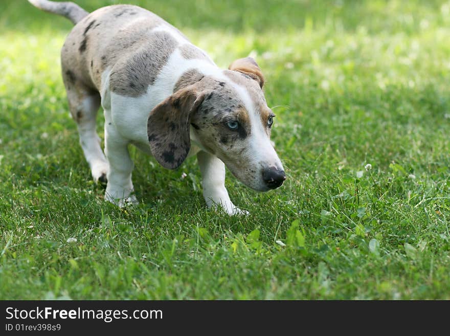 Portrait of dog playing outdoor