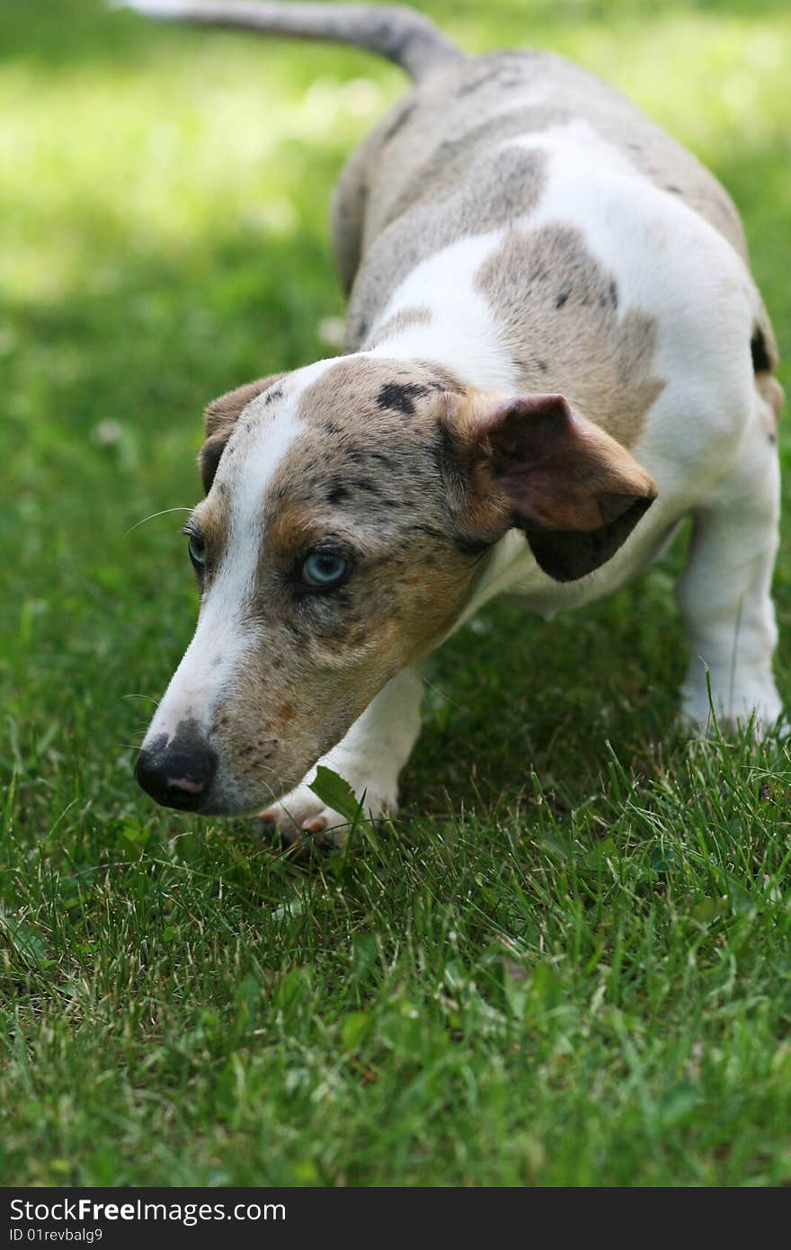 Portrait of dog playing outdoor