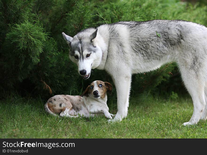 Portrait of dogs playing outdoor