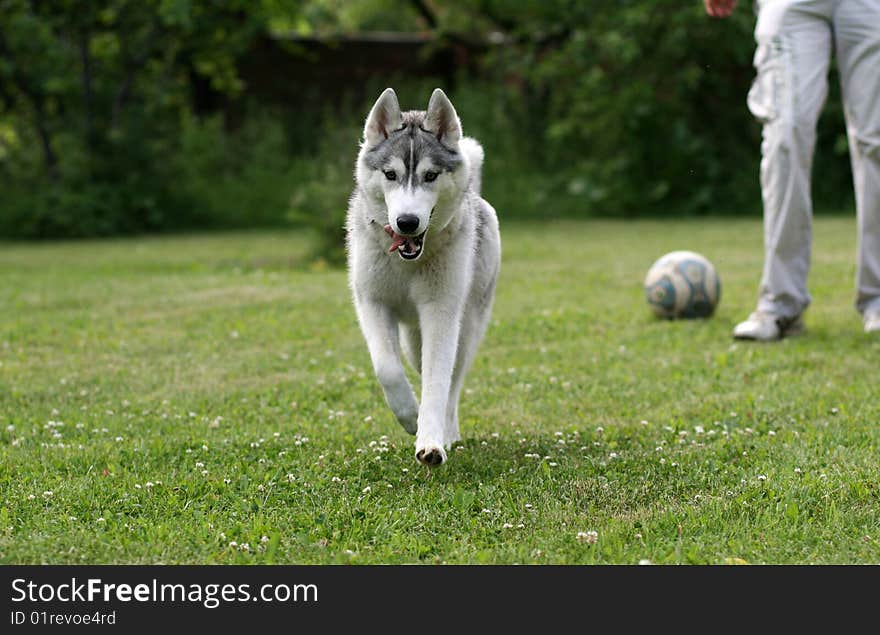 Beautiful dog - siberian husky outdoor