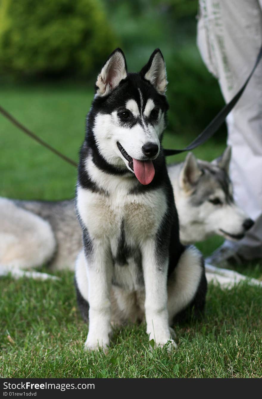 Beautiful dog - siberian husky outdoor