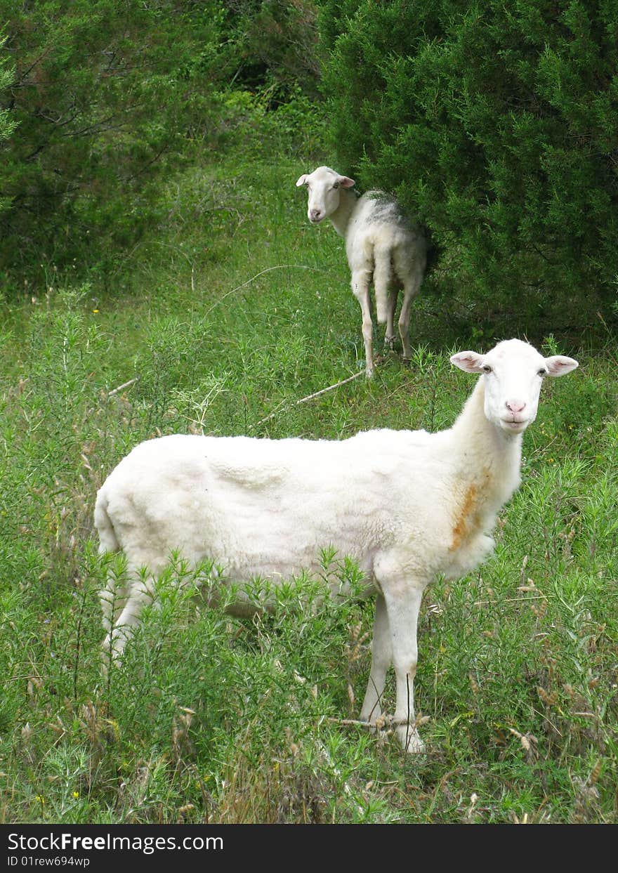 Alert white sheep in the forest