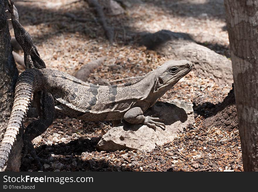 Iguana lizard hiding in the shade in mexico