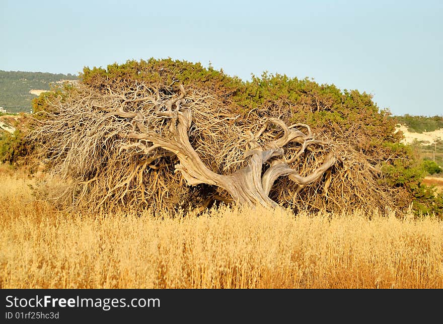 An old tree of juniper above yellow grass. An old tree of juniper above yellow grass.