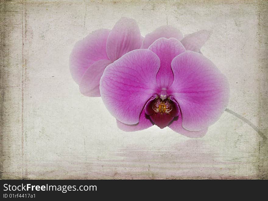 Orchid blossom with texture effect. Orchid blossom with texture effect.