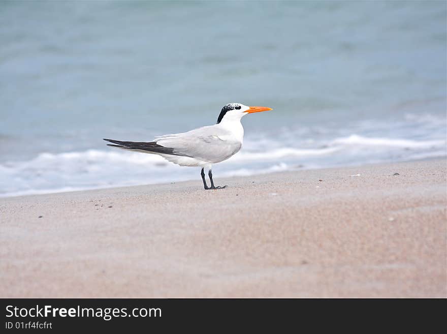 A seagull on the beach