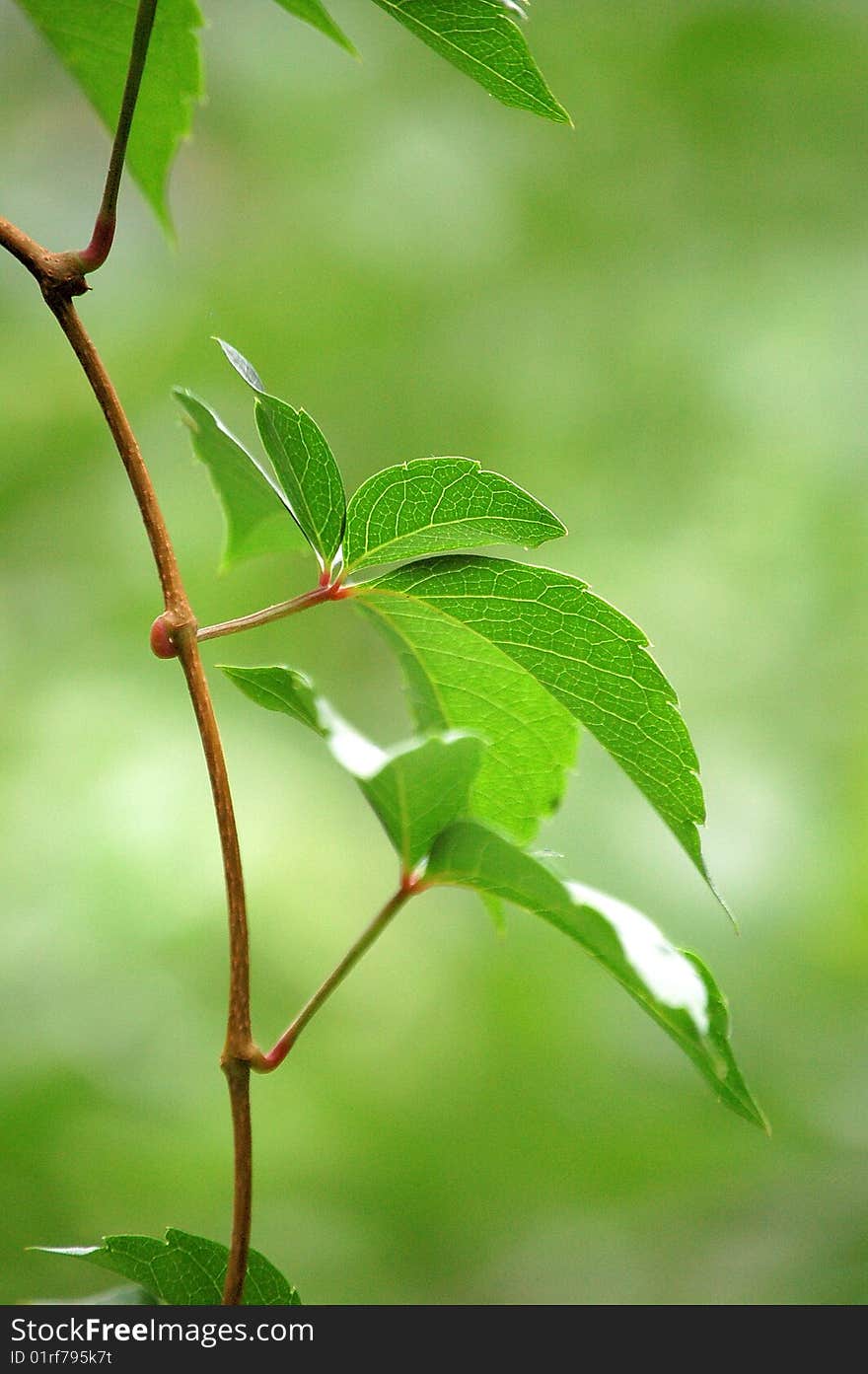 Ivy leaves