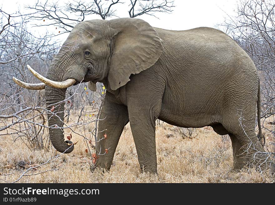 A fine Elephant Bull feeds in Kruger National Park