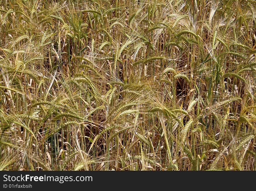 Wheat Background.