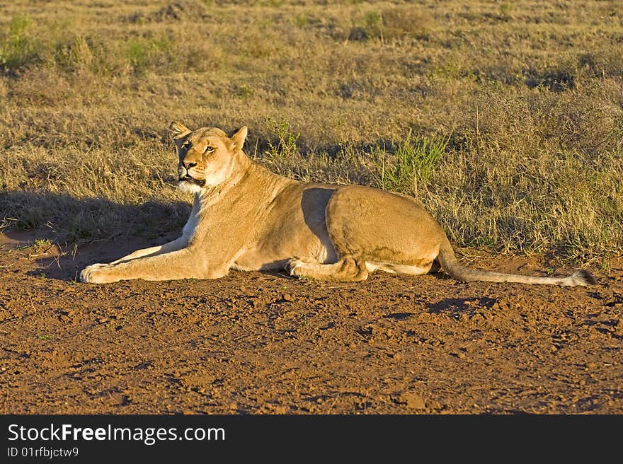 A fierce Lioness stares at the photographer. A fierce Lioness stares at the photographer