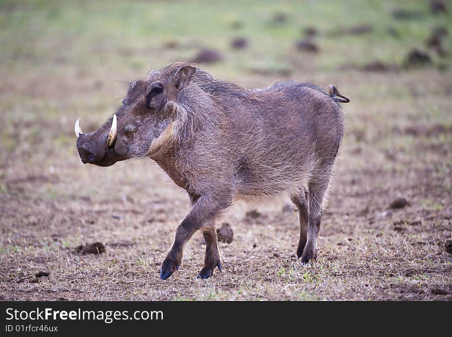 A playful Warthog dances on the plain