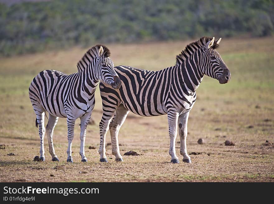 Zebra Pair