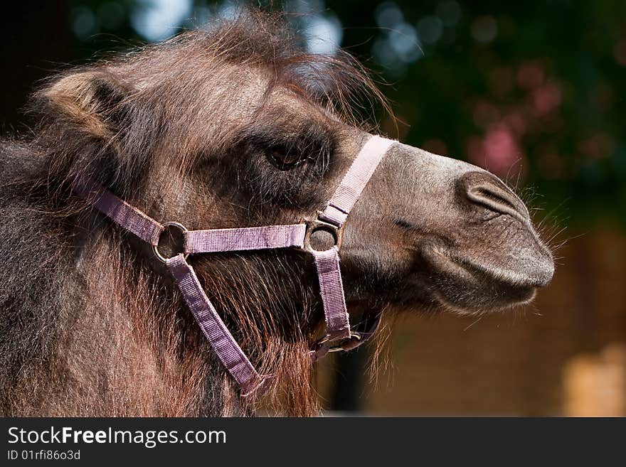 Camels Profile