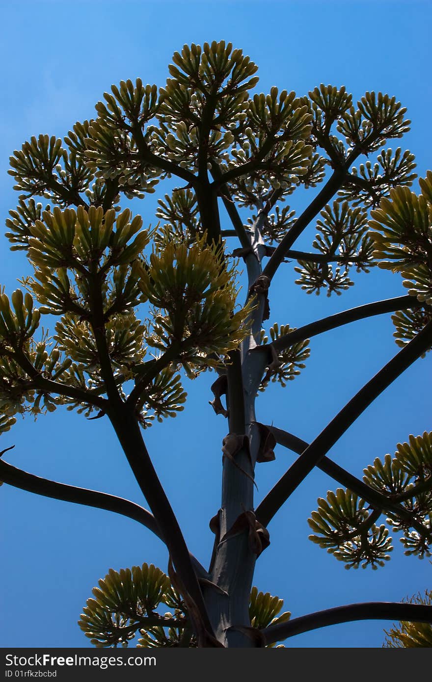 Cactus Tree