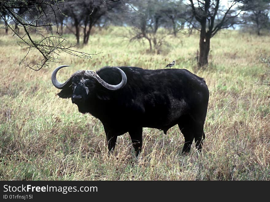 Lonely Buffalo in the Serengeti,Tanzania. Lonely Buffalo in the Serengeti,Tanzania