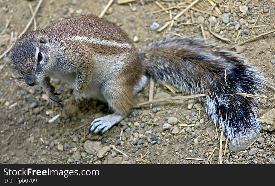 African ground squirrel 6