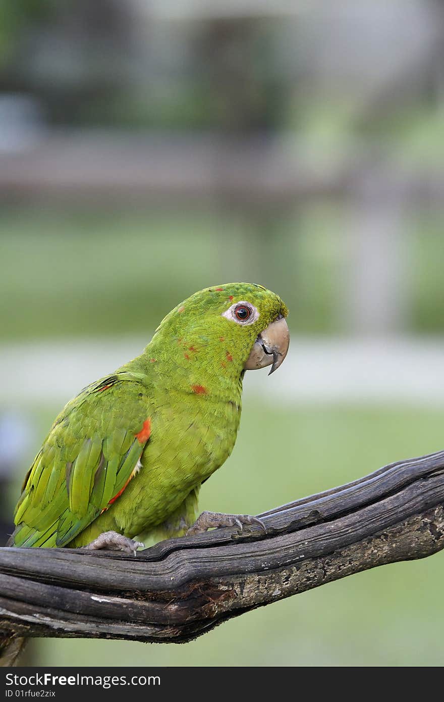 Close up on a parrot (Amazone)