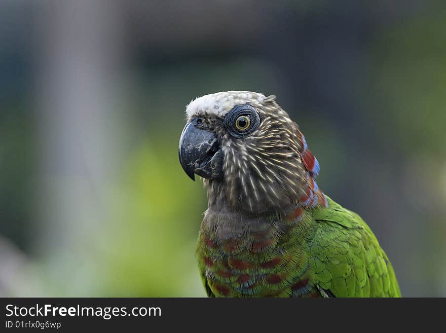 Close up on a parrot (Deroptyus accipitrinus) with lots of colors