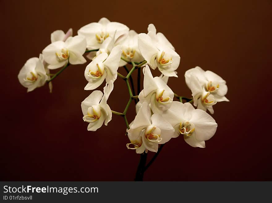 White Orchid