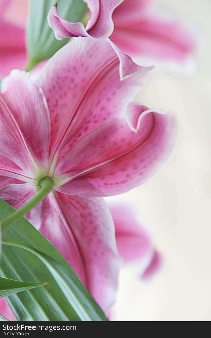 Flower Close Up