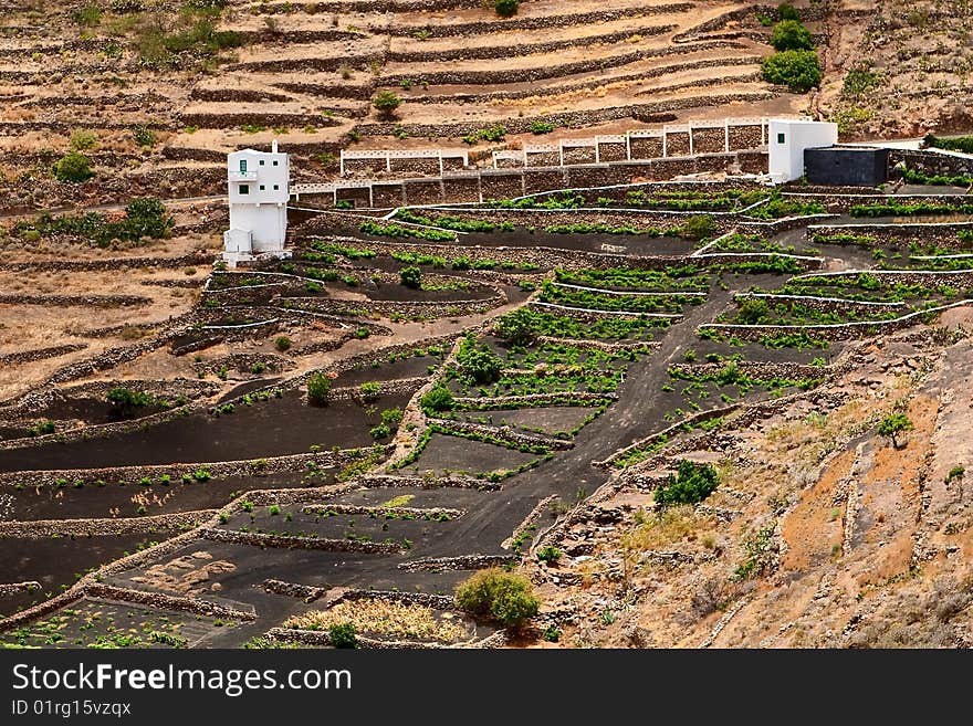 A vineyard, Lanzarote.