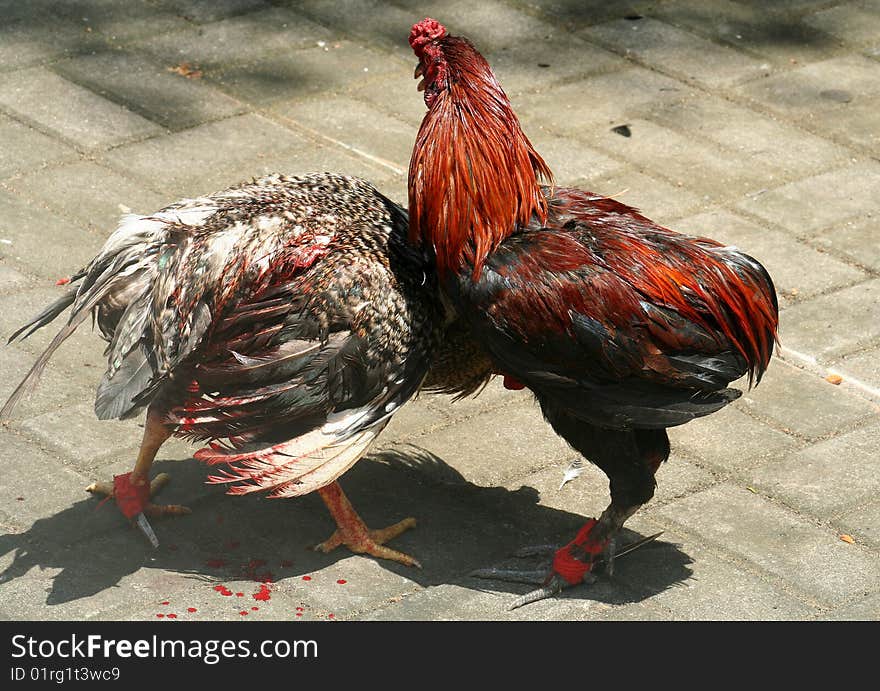 Cockfight