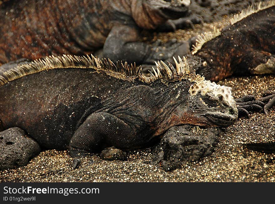 Marine Iguanas resting at the Galapagos Islands, Ecuador.