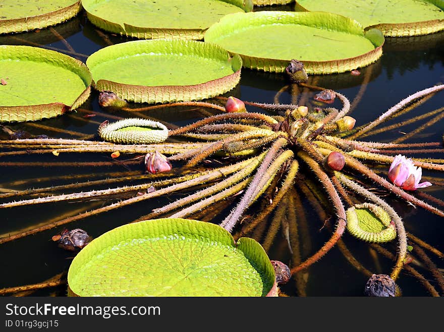 Water Lily Leaves