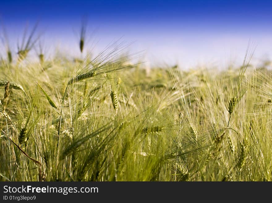 Green spring grains in the rural