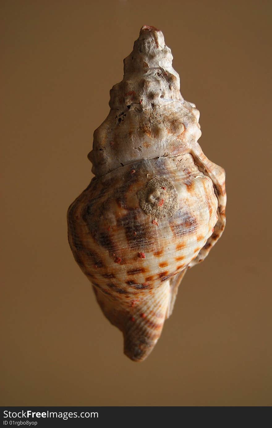 Large seashell isolated on brown background