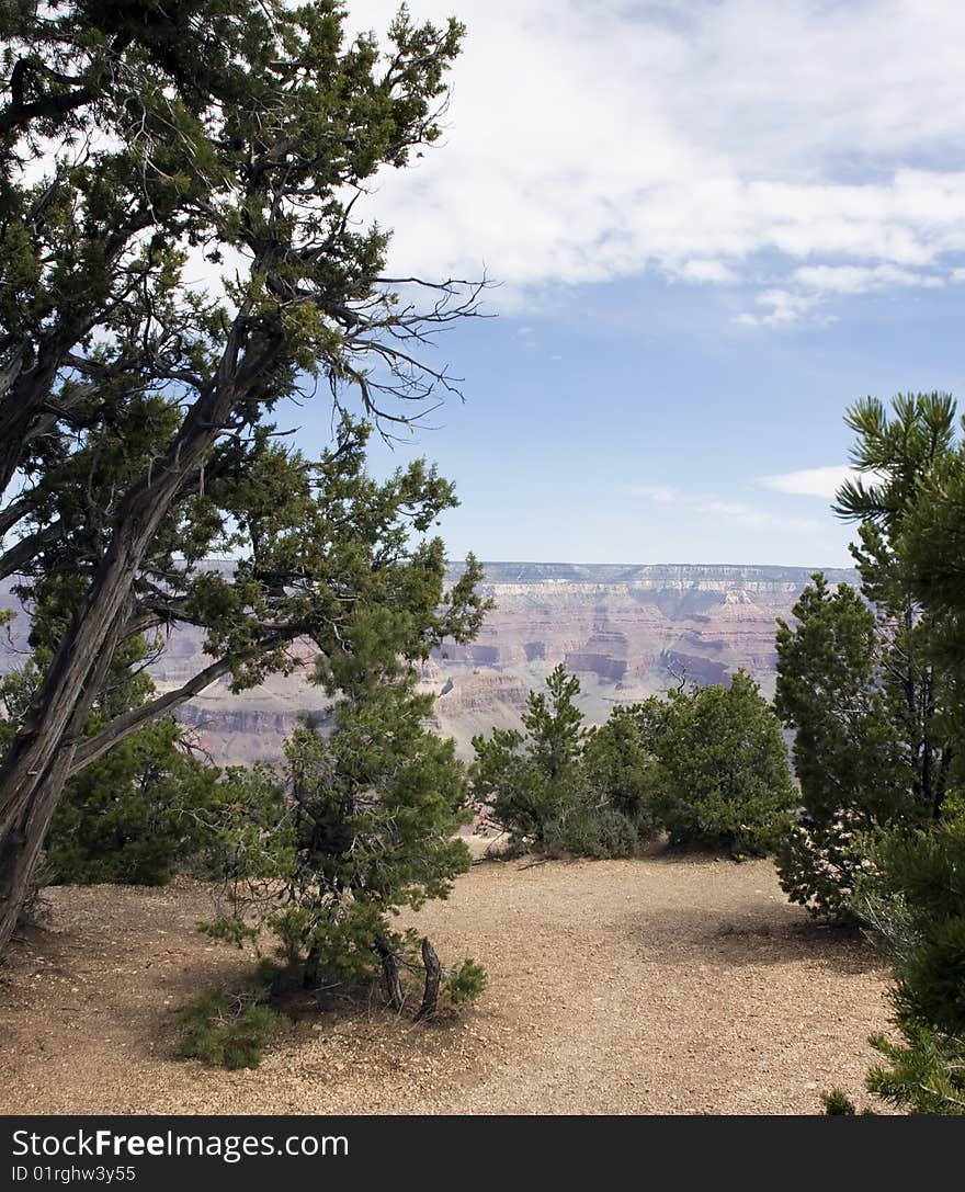 A variety of trees overlook the south rim of the Grand Canyon, Arizona, USA. A variety of trees overlook the south rim of the Grand Canyon, Arizona, USA