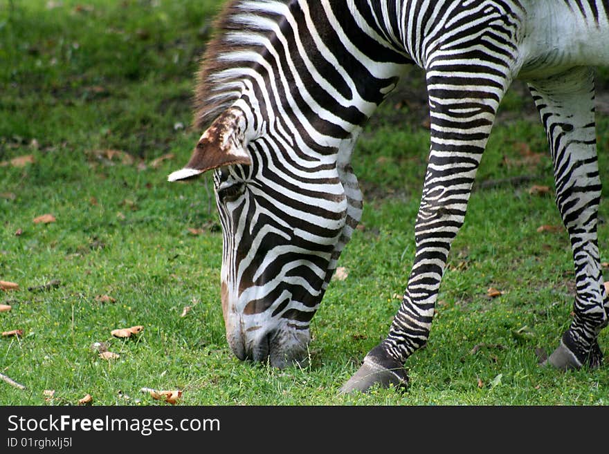 Image of a zebra eating