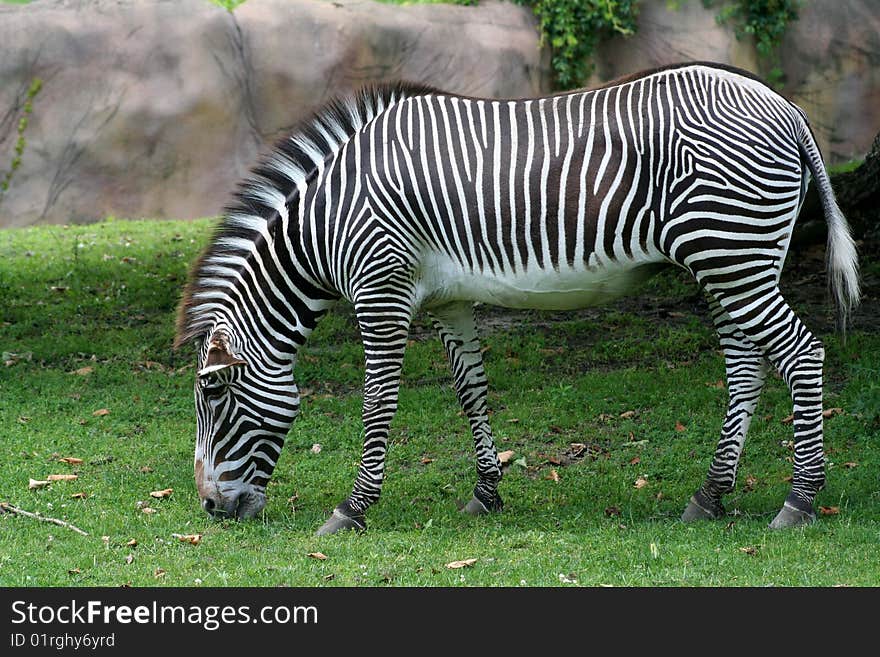 Image of a zebra eating