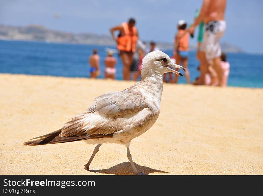 Bird On The Beach