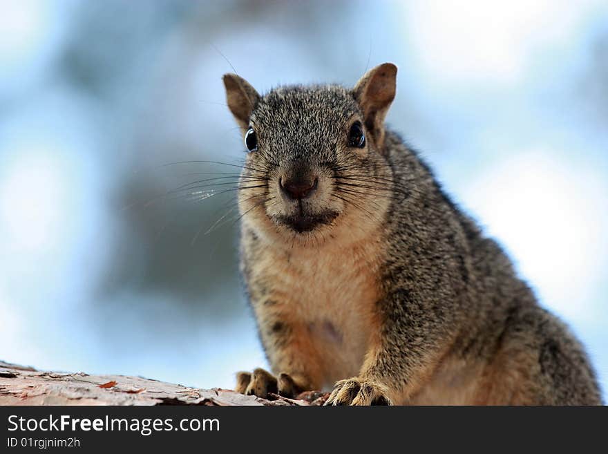 A fat smiling squirrel