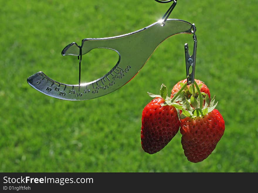 Three freshly picked strawberries on scale. Three freshly picked strawberries on scale.