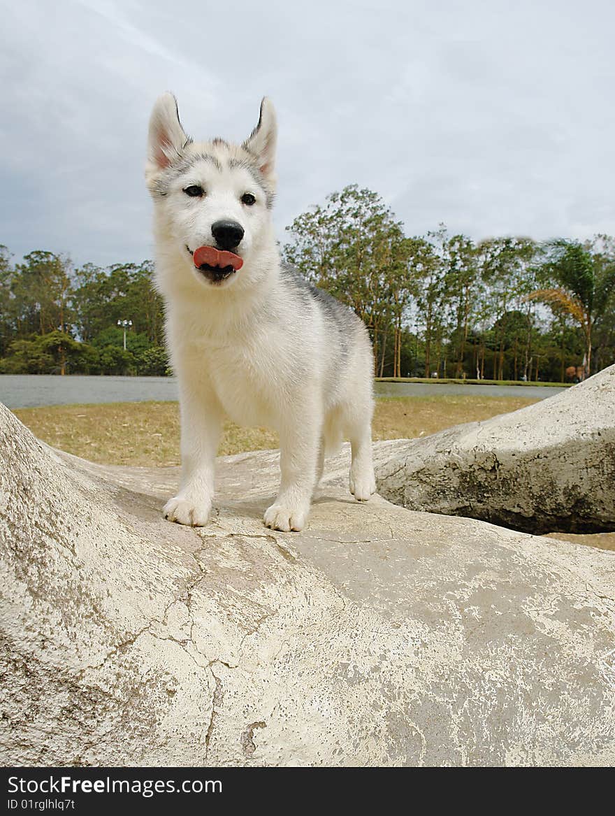 Husky puppy